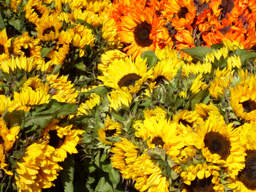 sunflowers