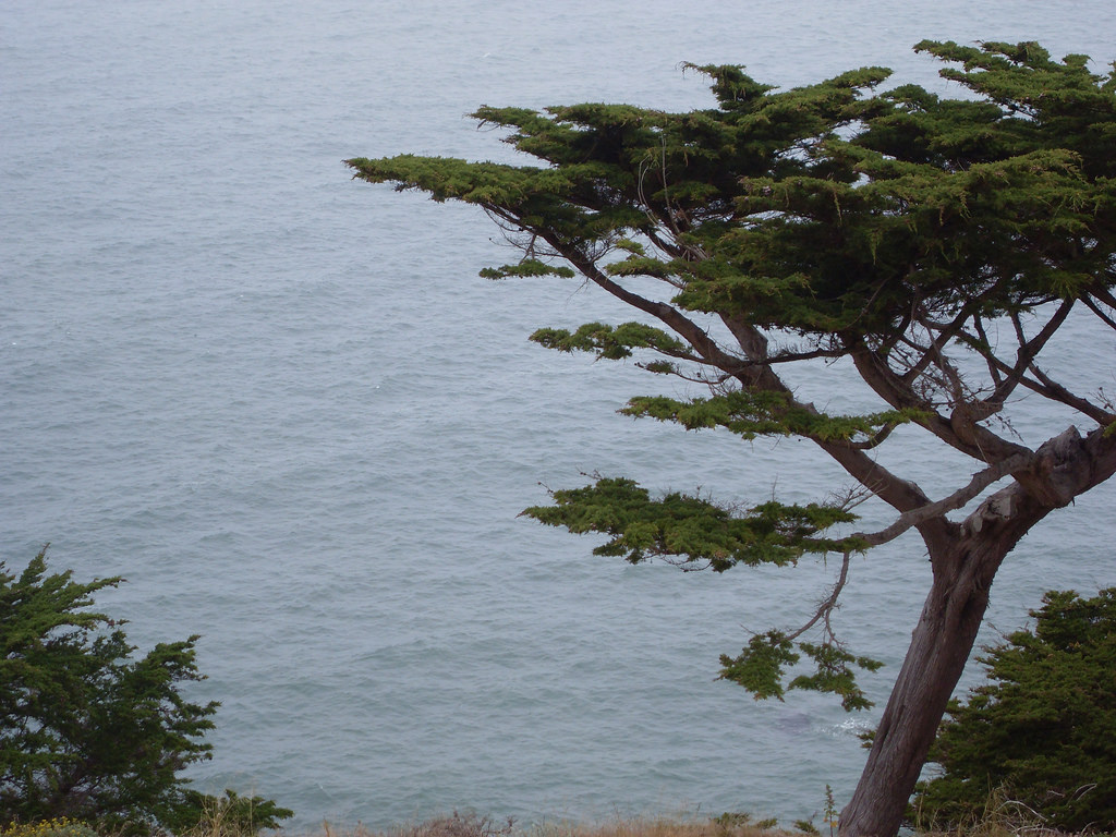 Bay Area View