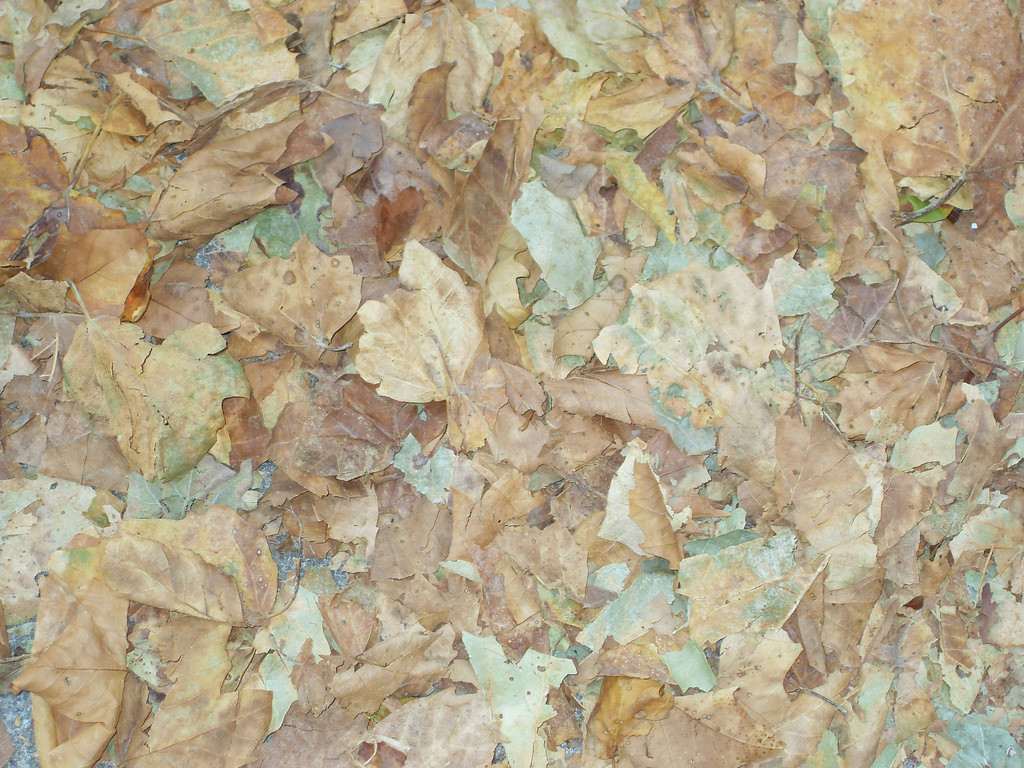fallen leaves on ground