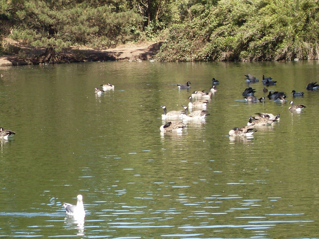 Ducks at Lloyd Lake in Golden Gate Park