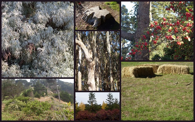 Collage Scenes From San Francisco (Sundays In My City)