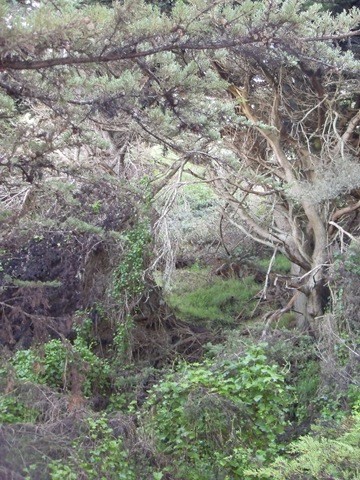 Greenery along Lands End hiking trail