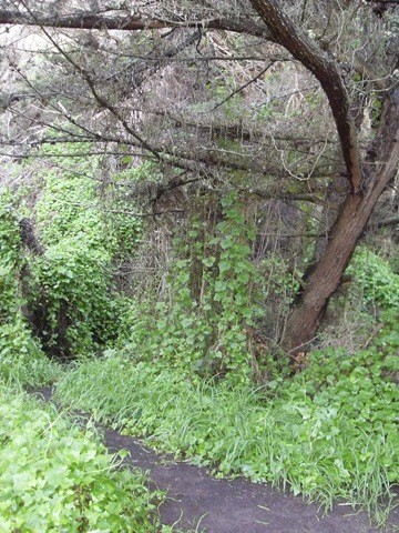 Lands End hiking trail