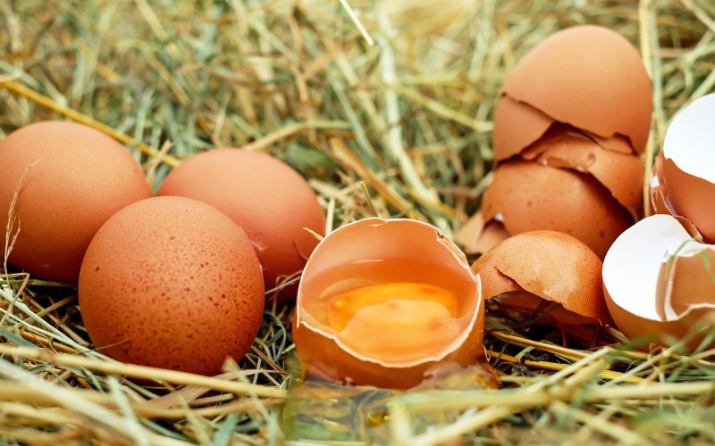 eggs