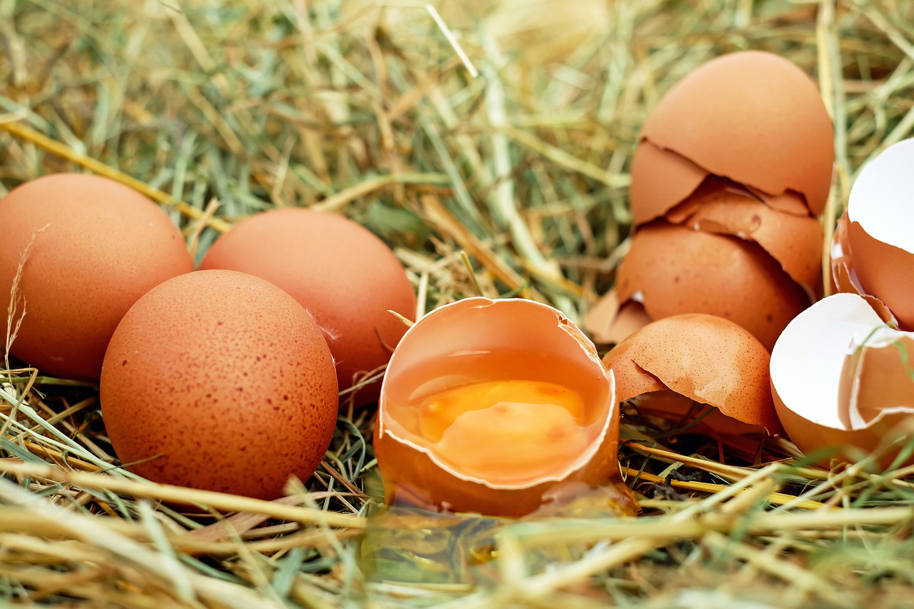 My Idea of How Chicken Eggs Get Fertilized Is WAY Off