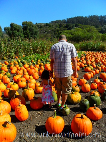 pumpkin patch