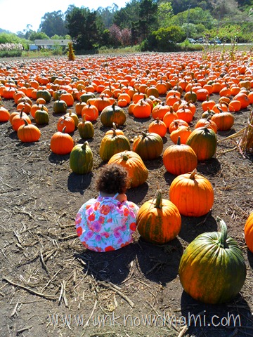 large pumpkin patch