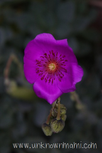 IMG_0290edited
