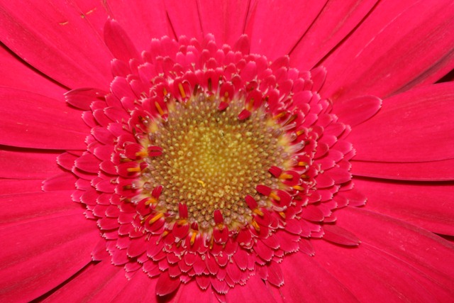Gerbera Daisies