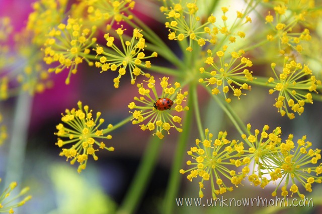 Ladybug-unknownmami