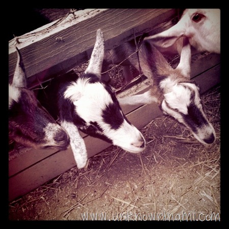 goats