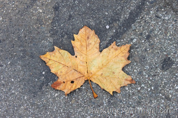 Fallen Leaf