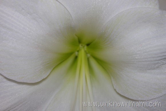 White Amaryllis