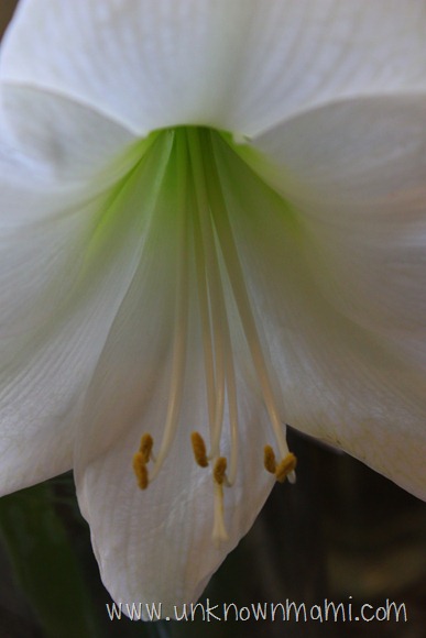 Amaryllis