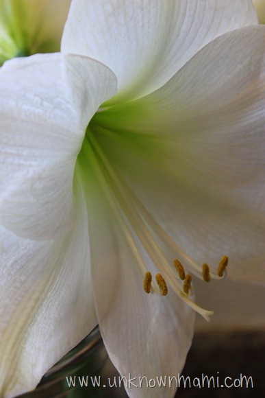 Amaryllis white