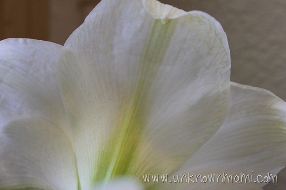 Amaryllis petal