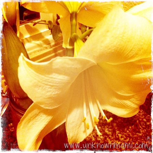 Amaryllis belladona