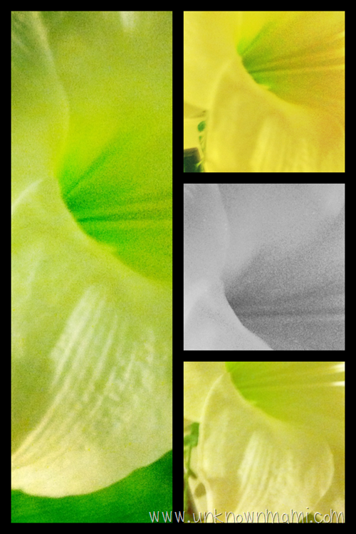 Amaryllis montage