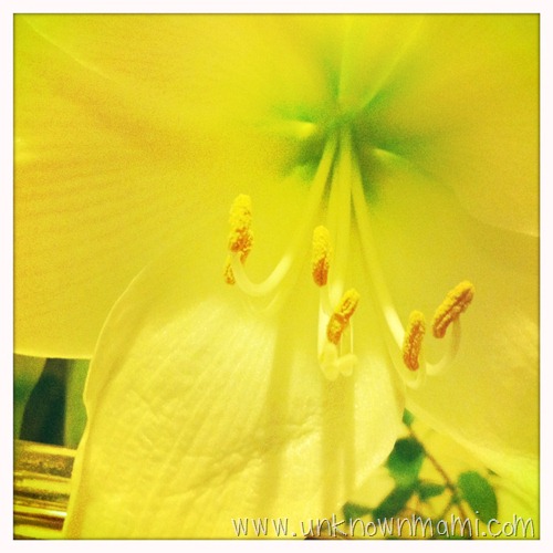 Amaryllis