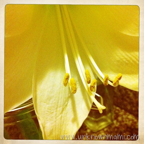 Belladonna Amaryllis