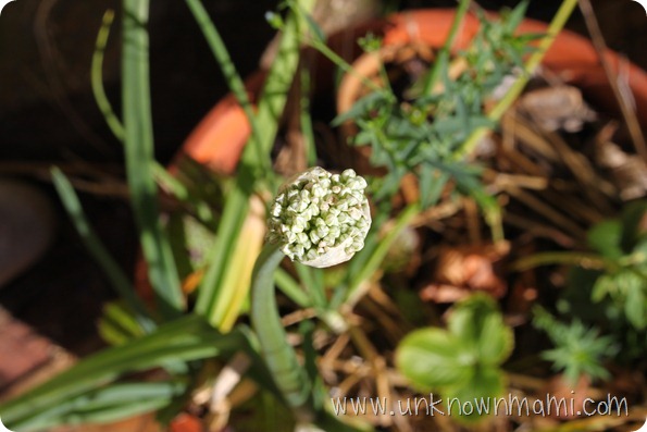 Onion Plant