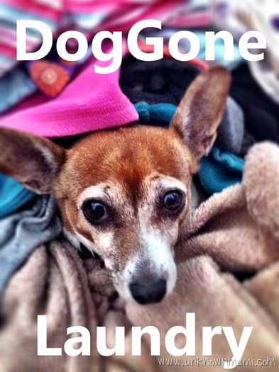 DogGone-Laundry