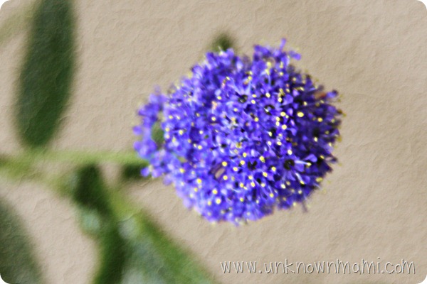 Ceanothus