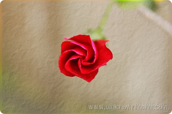 Red Hibiscus