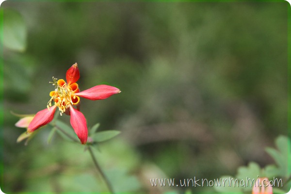 Columbine