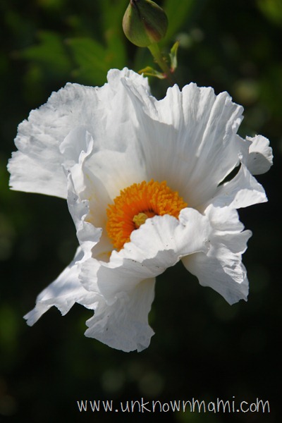 Coulter's Matilija poppy