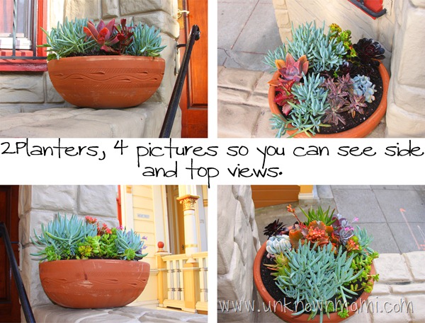 Potted-Succulents