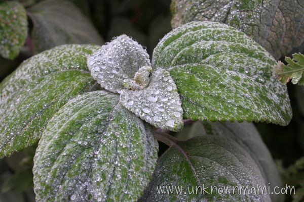 Morning dew