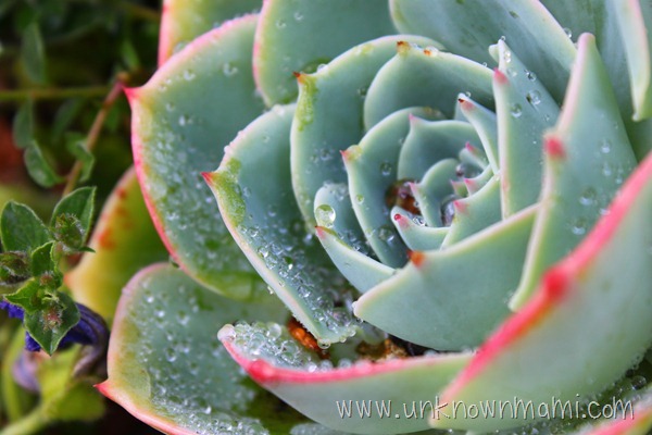 Morning dew on succulent