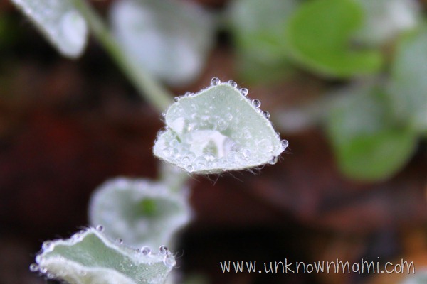 Morning dew on leaf