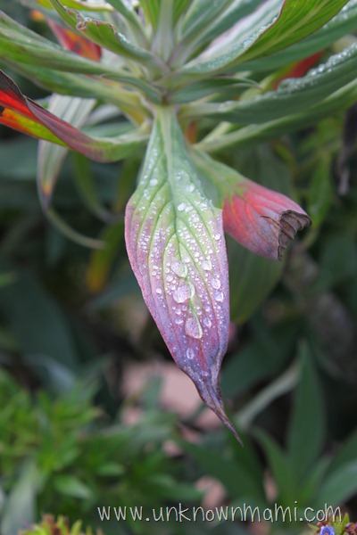 Morning dew on plant