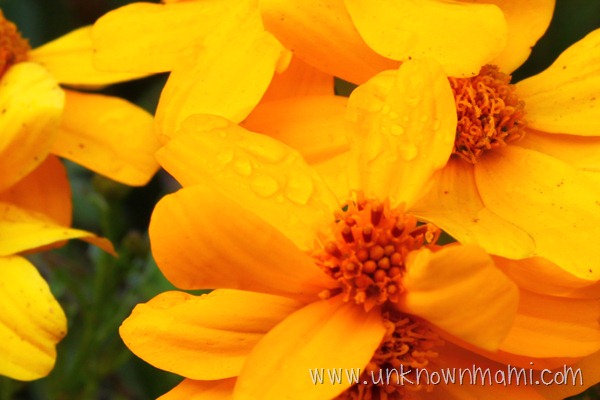 Morning dew on flower