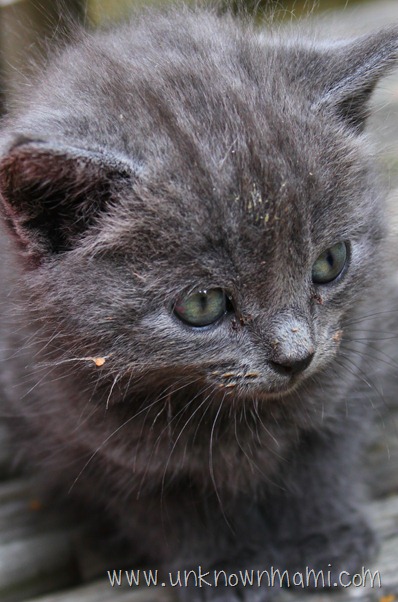 Cute-Kitten