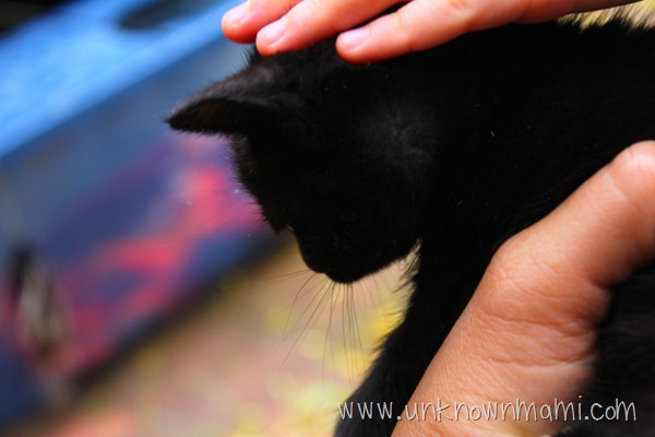 Cute black kitten
