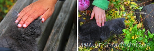 Petting Cute Kitten
