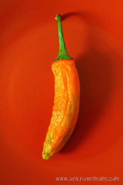 Chile Pepper Picture