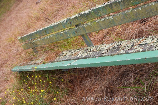 Decaying park bench