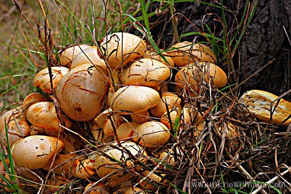 Picture-of-mushrooms-unknownmami
