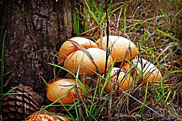 mushrooms-unknownmami copy