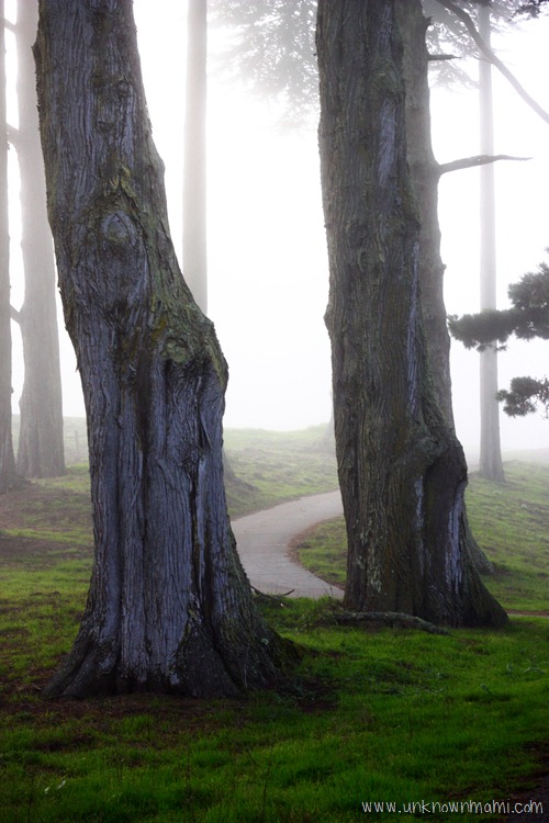 Trees-in-fog