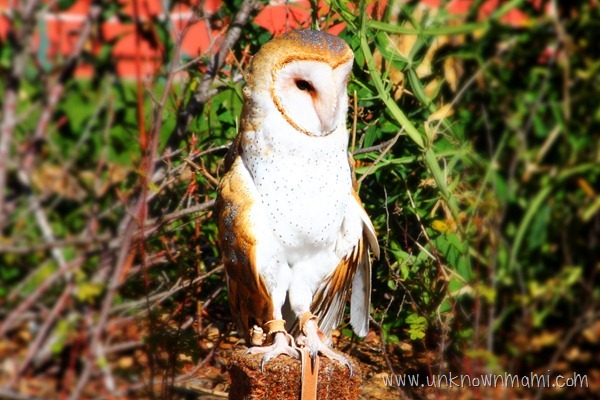 Beautiful white owl