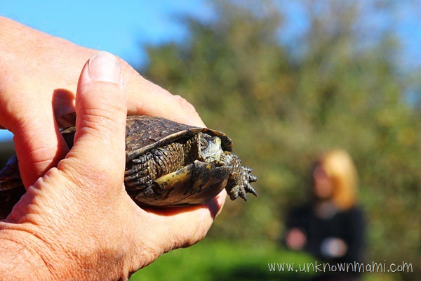 Turtle