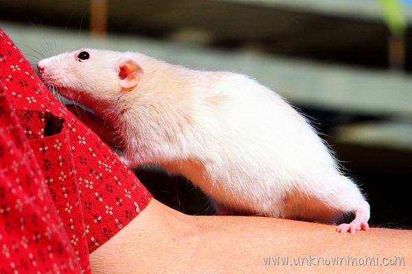 White rat