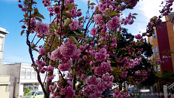 Blossoming_tree-unknownmami