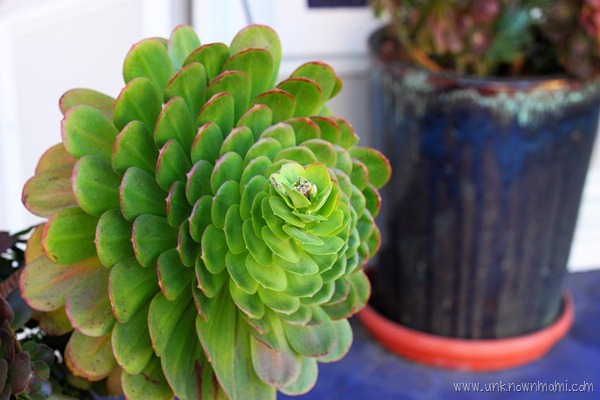 Large_succulent-unknownmami