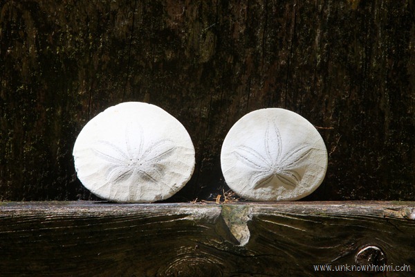 Two sand dollars